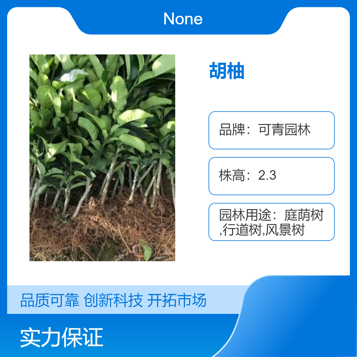 基地出售胡柚苗 规格齐全庭院小区园林绿化造景苗易成活