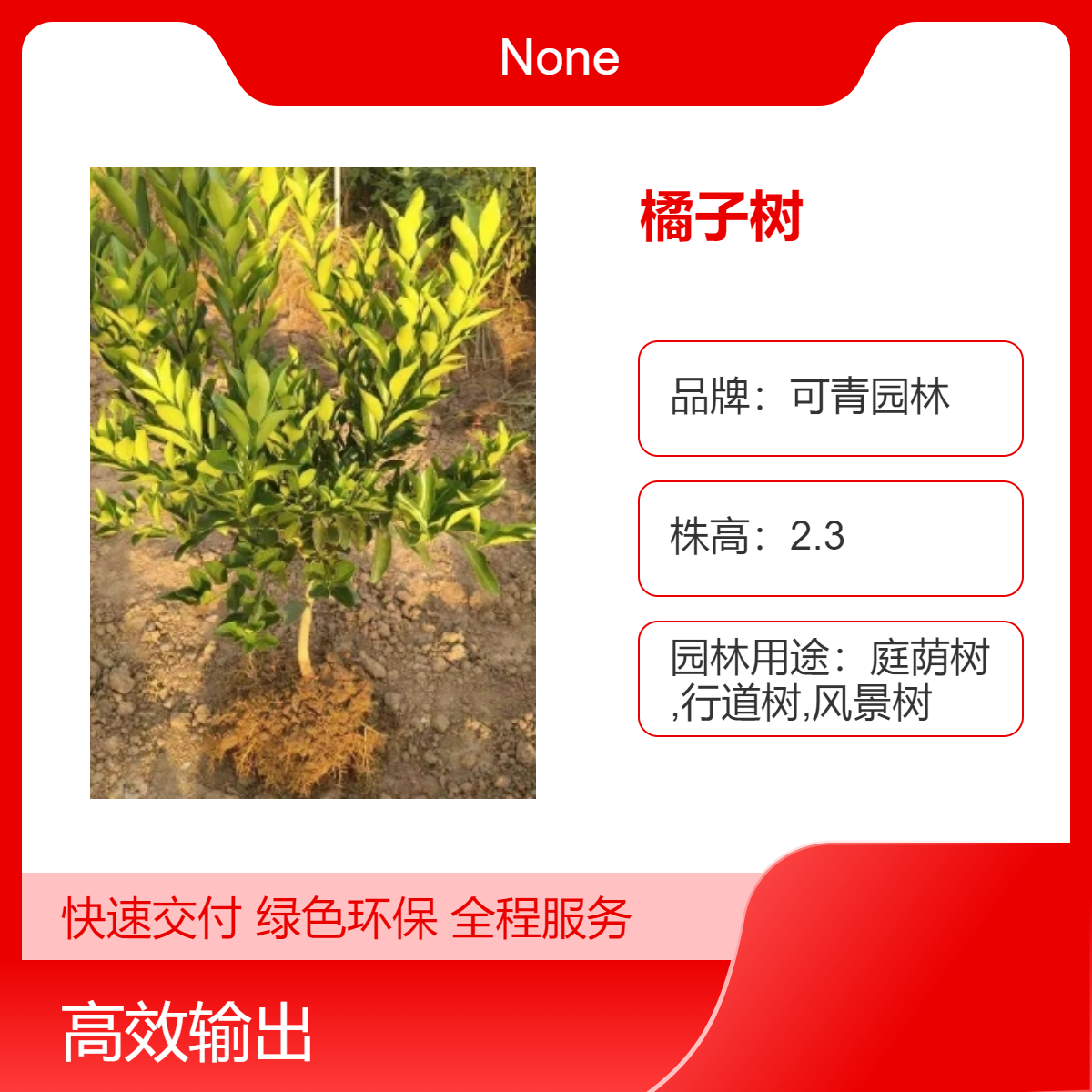 基地出售橘子树树苗批发 桔子树盆栽盆景庭院小区园林绿化工程苗