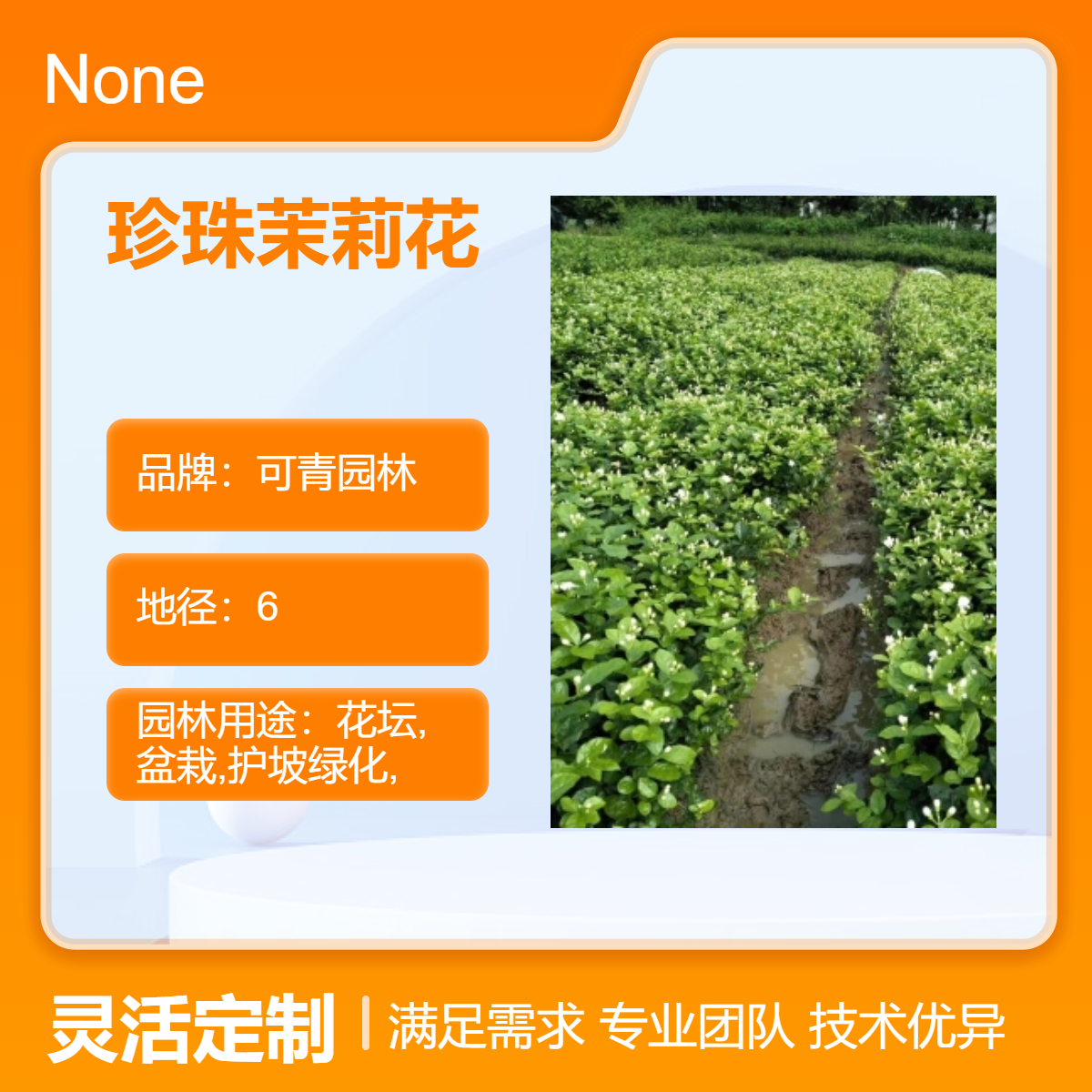珍珠茉莉花小苗批发 绿植盆栽地栽苗 花坛花镜花海观赏性种植
