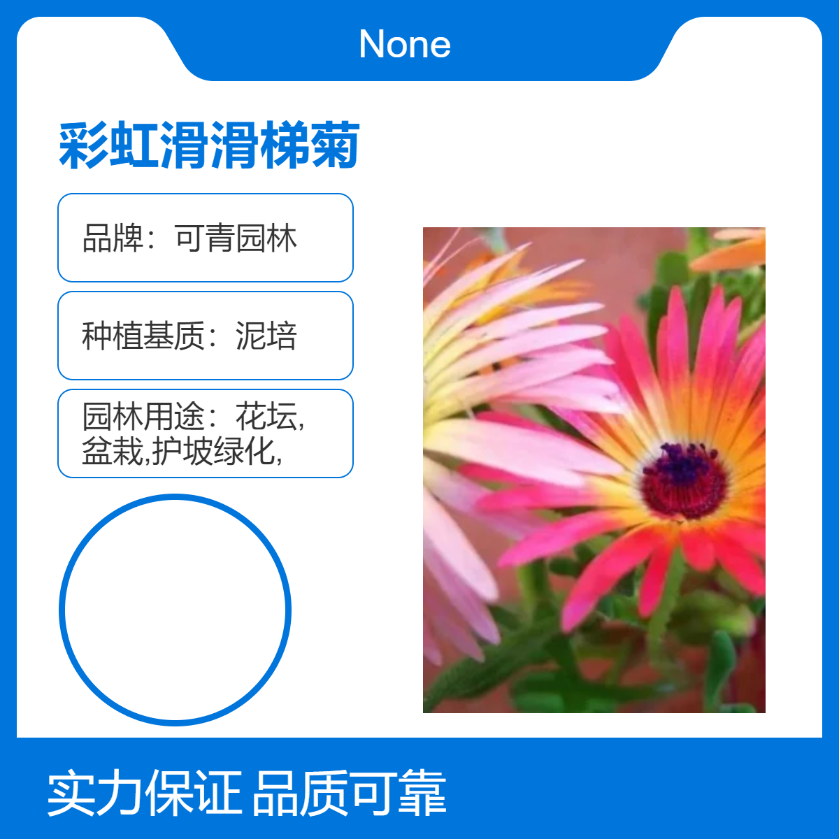 基地出售彩虹滑滑梯菊杯苗 花坛花镜花海观赏性种植盆栽地栽苗
