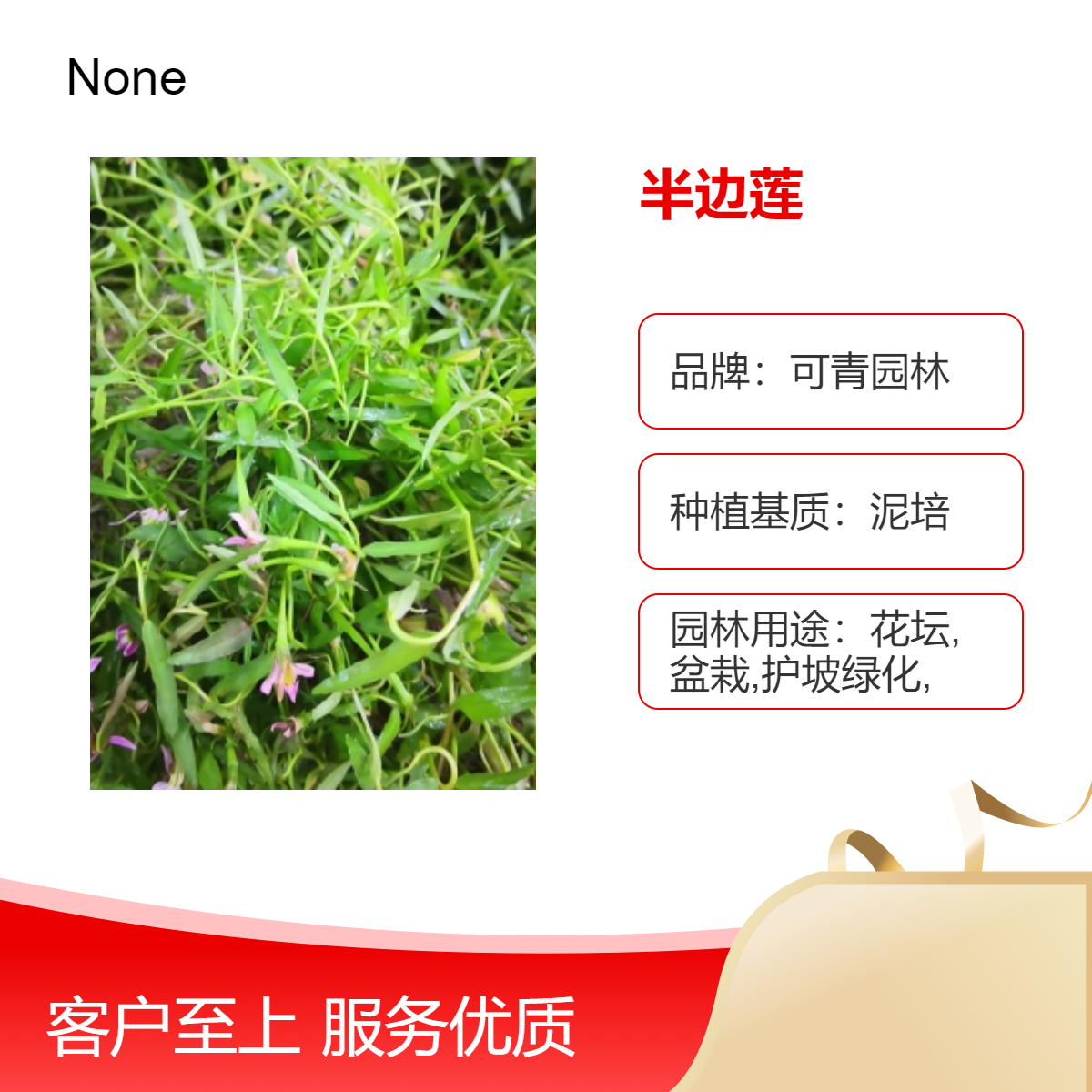 基地出售多年生草本半边莲别名瓜仁草急解索细米草绿植盆栽