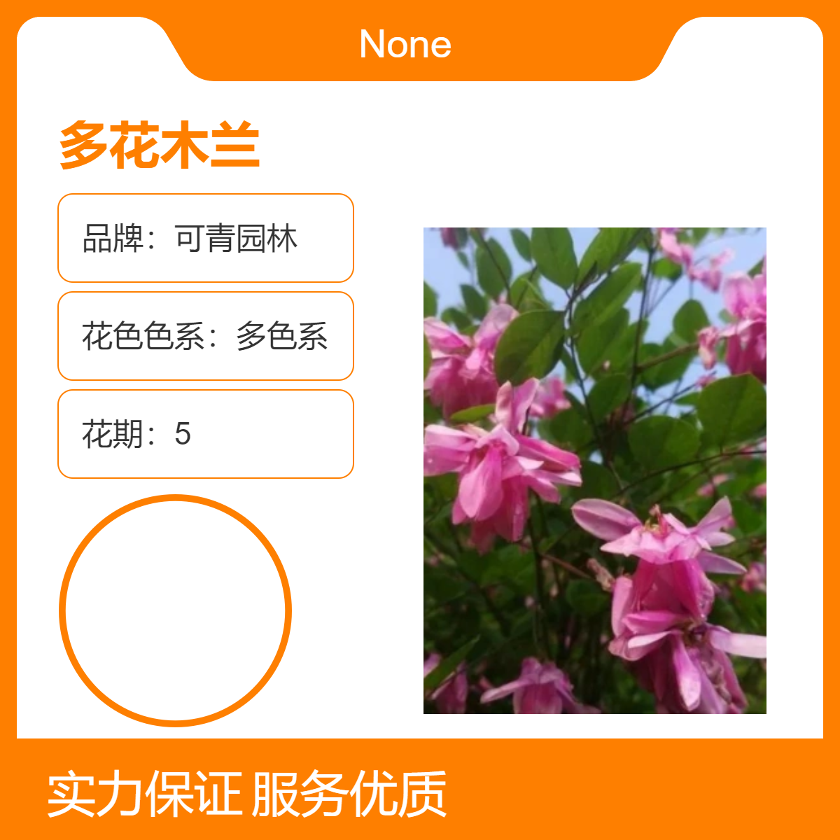 多色系观花植物多花木兰 可青园林培育景区庭院园林绿化工程苗
