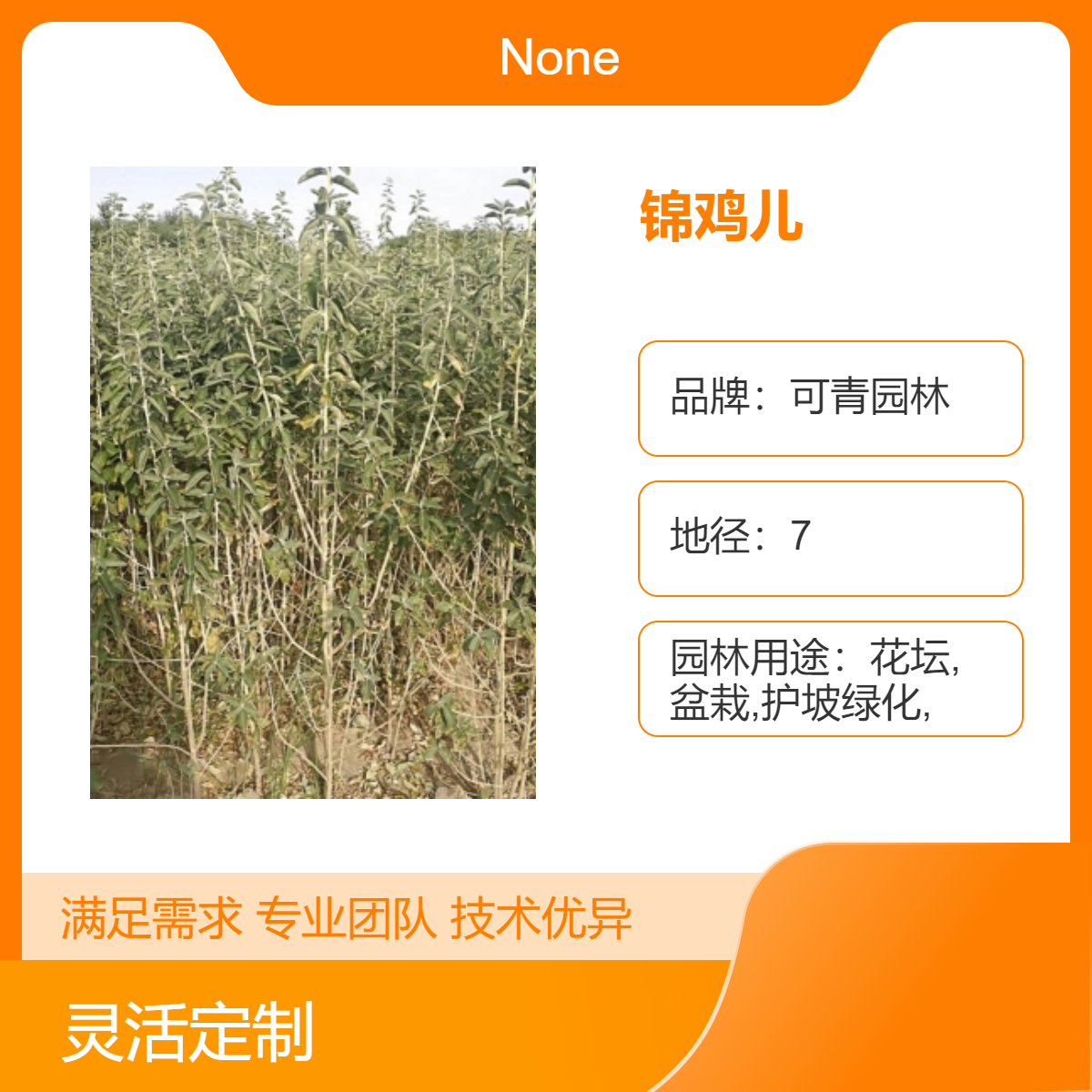 出售锦鸡儿别名娘娘袜金雀花黄雀花绿植盆栽 花卉观花植物