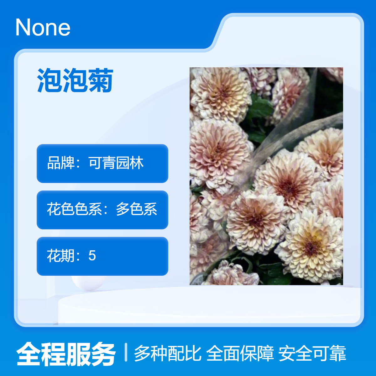 可青园林 泡泡菊 盆栽绿植 四季开花 室内外观赏花卉 多色系