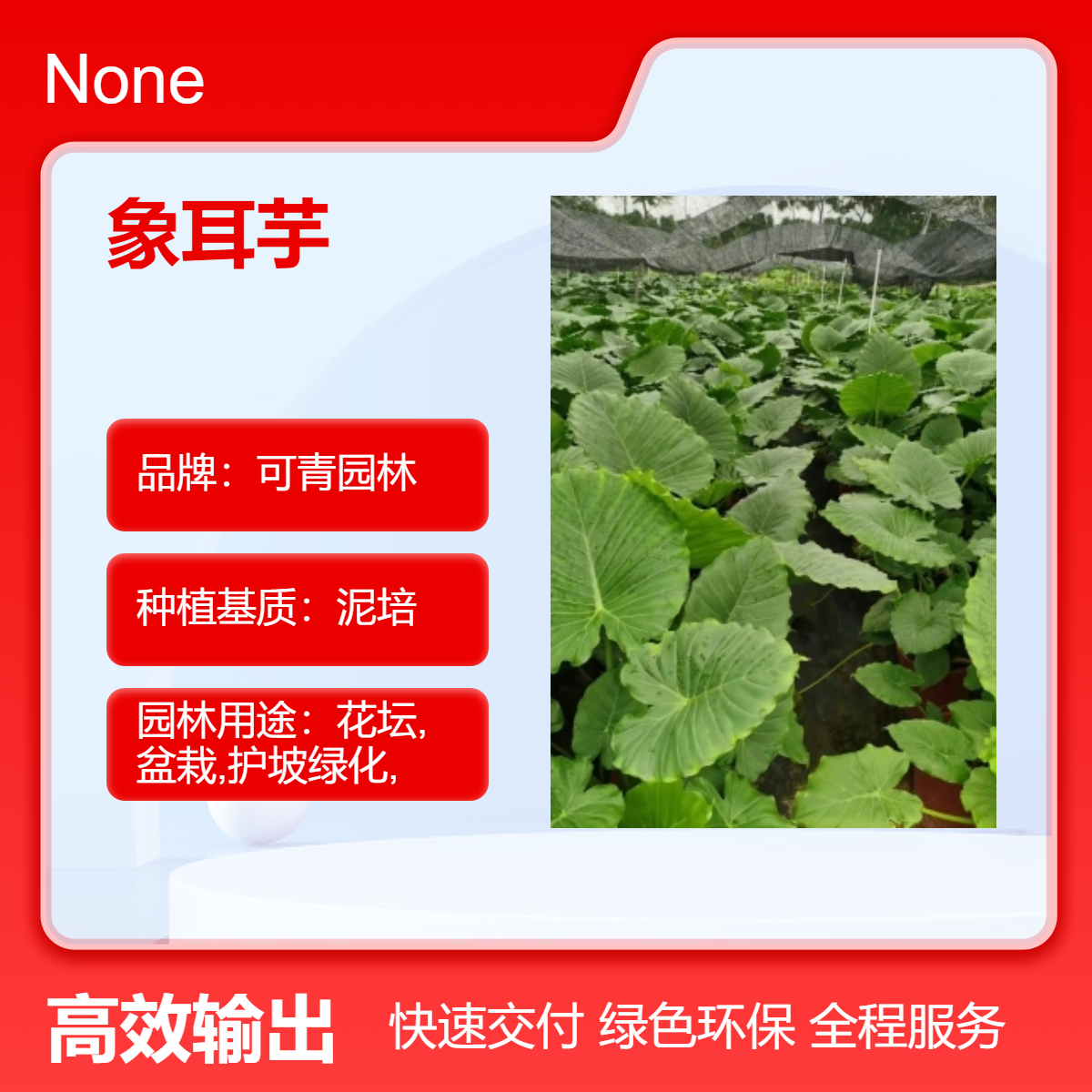 象耳芋盆栽盆景观叶植物 河边池塘 庭院小区园林绿化栽植苗