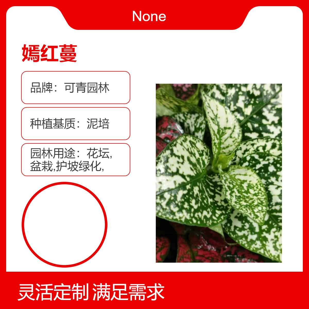 嫣红蔓别名鹃泪草 粉露草烟红蔓绿植盆栽地栽苗 室内外绿化植物