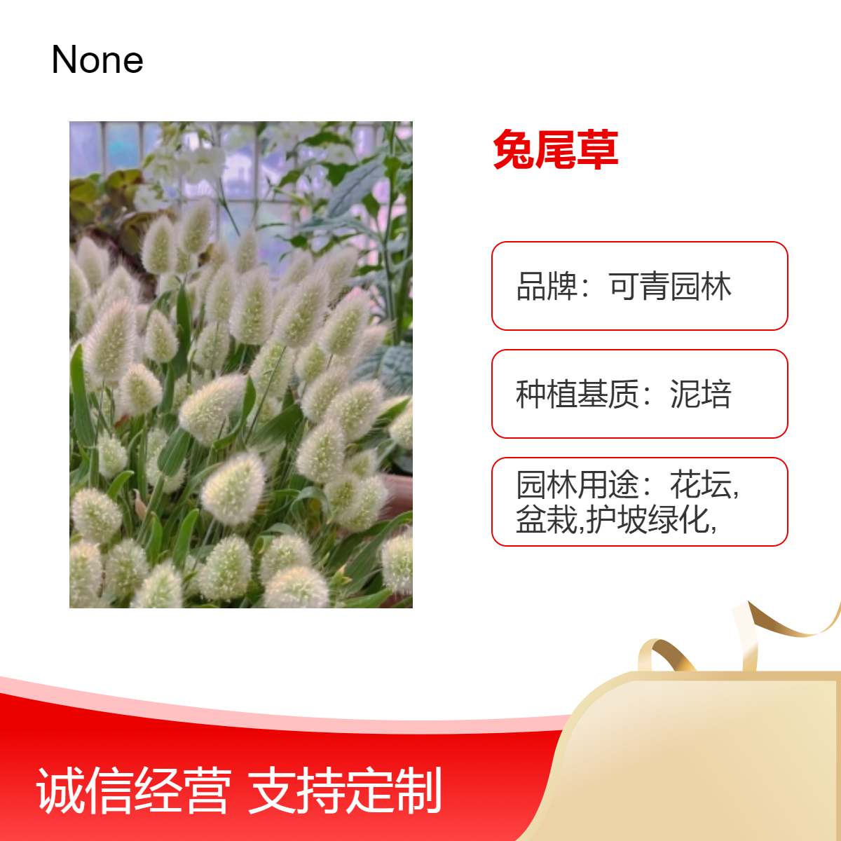基地出售兔尾草杯苗 园林地被景观植物 花坛花镜庭院公园绿化片植苗