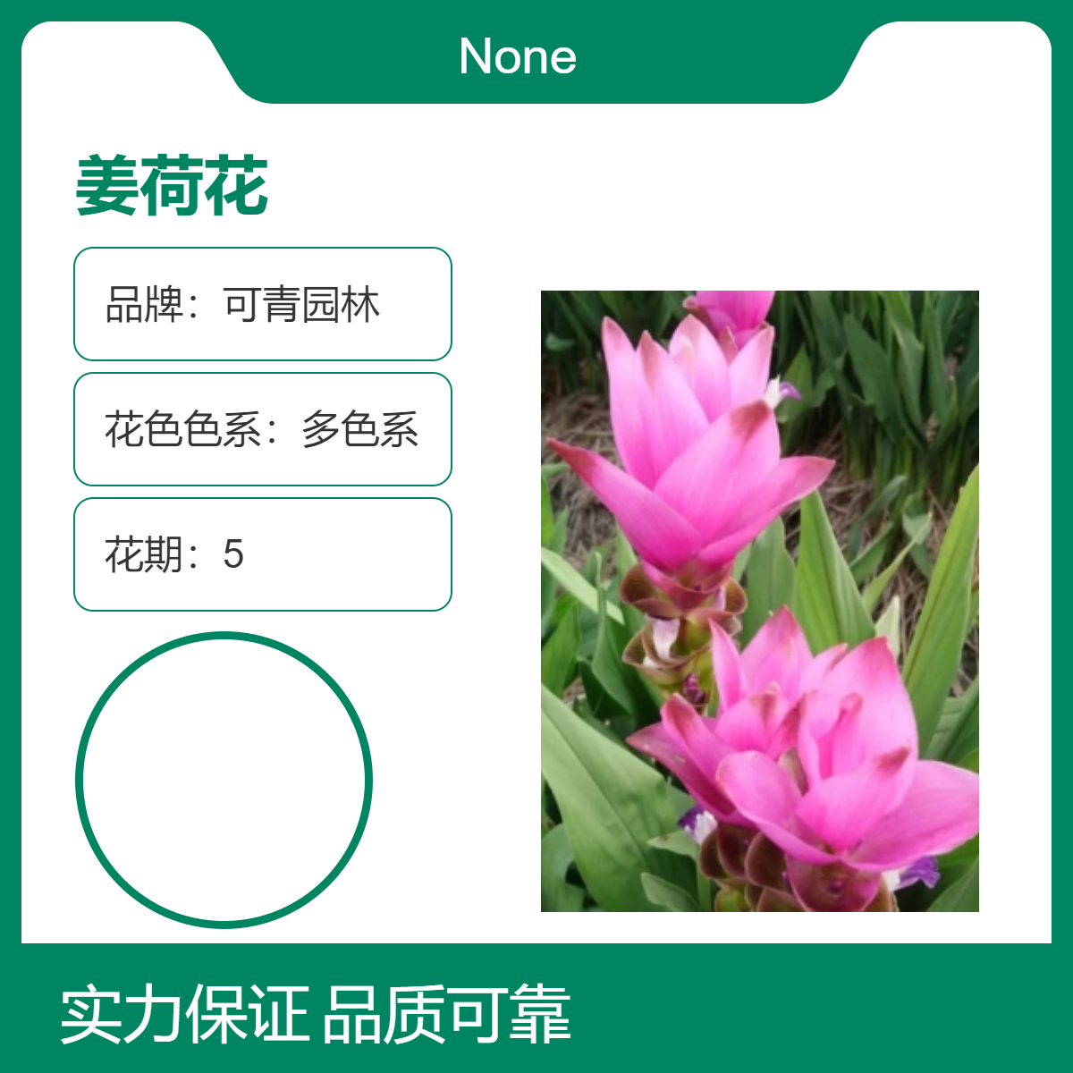 基地出售姜荷花小苗盆栽盆景 室内外观赏绿植 绿化造景栽植工程苗