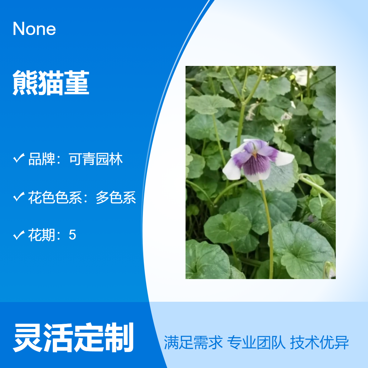 多色系观花植物 熊猫堇盆栽地栽苗 庭院小区园林绿化美化