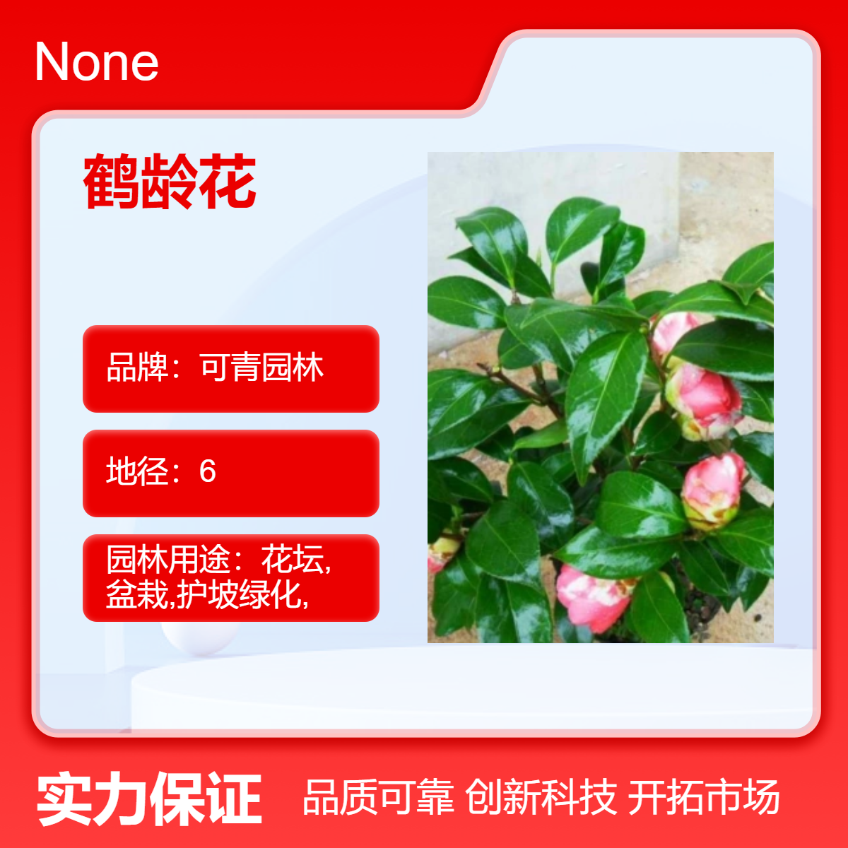 可青园林 鹤龄花小苗 常绿观花植物花坛花镜花海观赏性种植