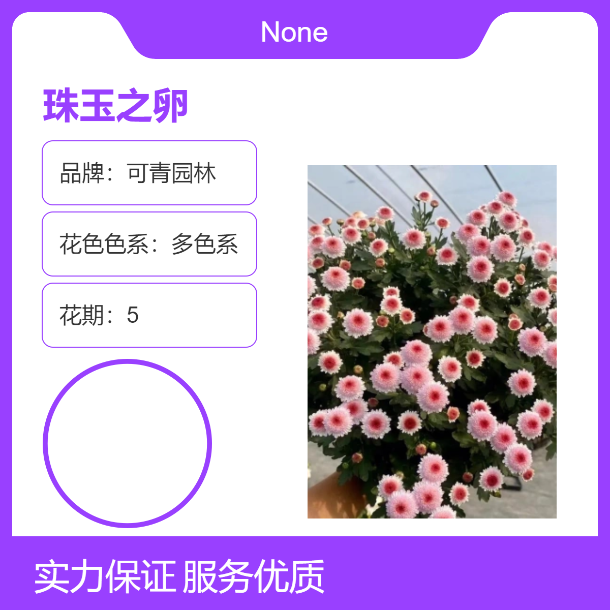 珠玉之卵小苗批发 多色系观花盆栽地栽苗 国内栽培种 可青园林出品