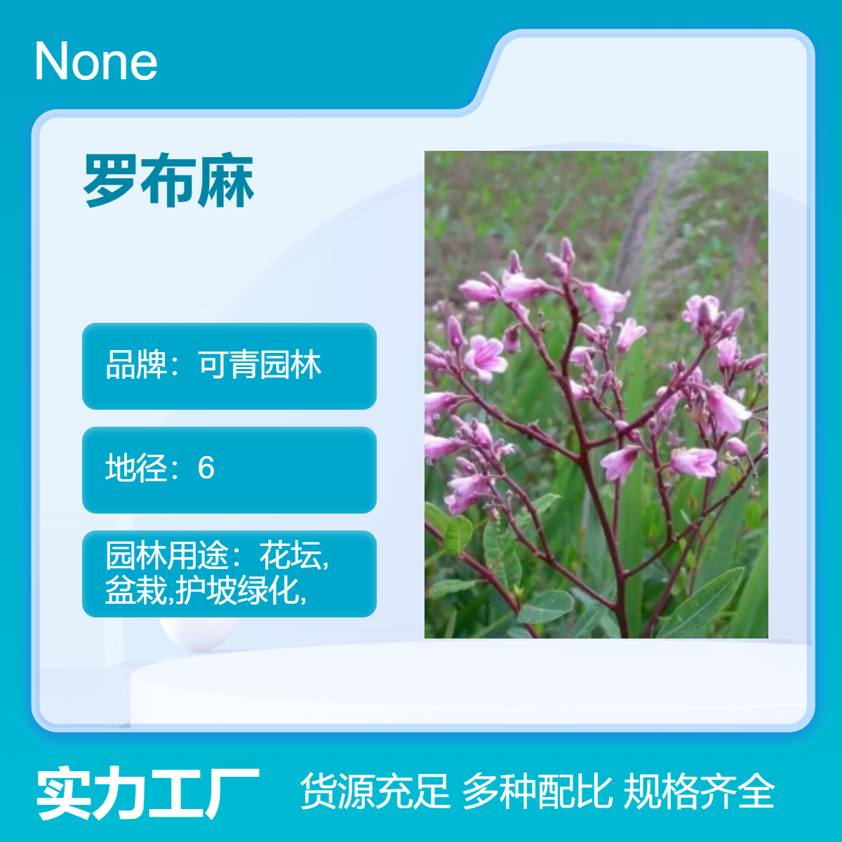 供应罗布麻别名茶叶花 红柳子植物 全国种植 庭院小区园林绿化造景苗