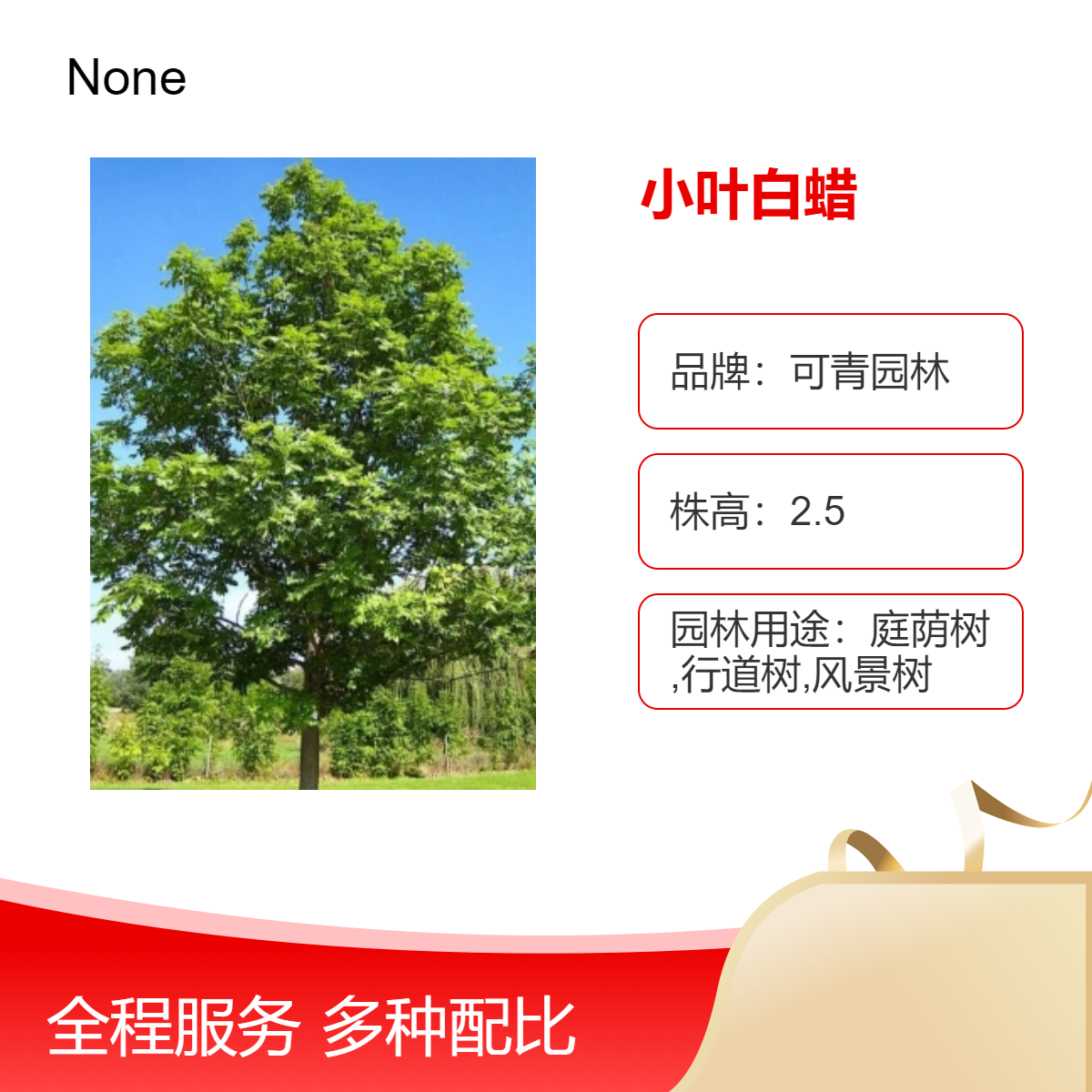 小叶白蜡树苗批发 全国种植 景区庭院观叶绿化树 可青园林品牌