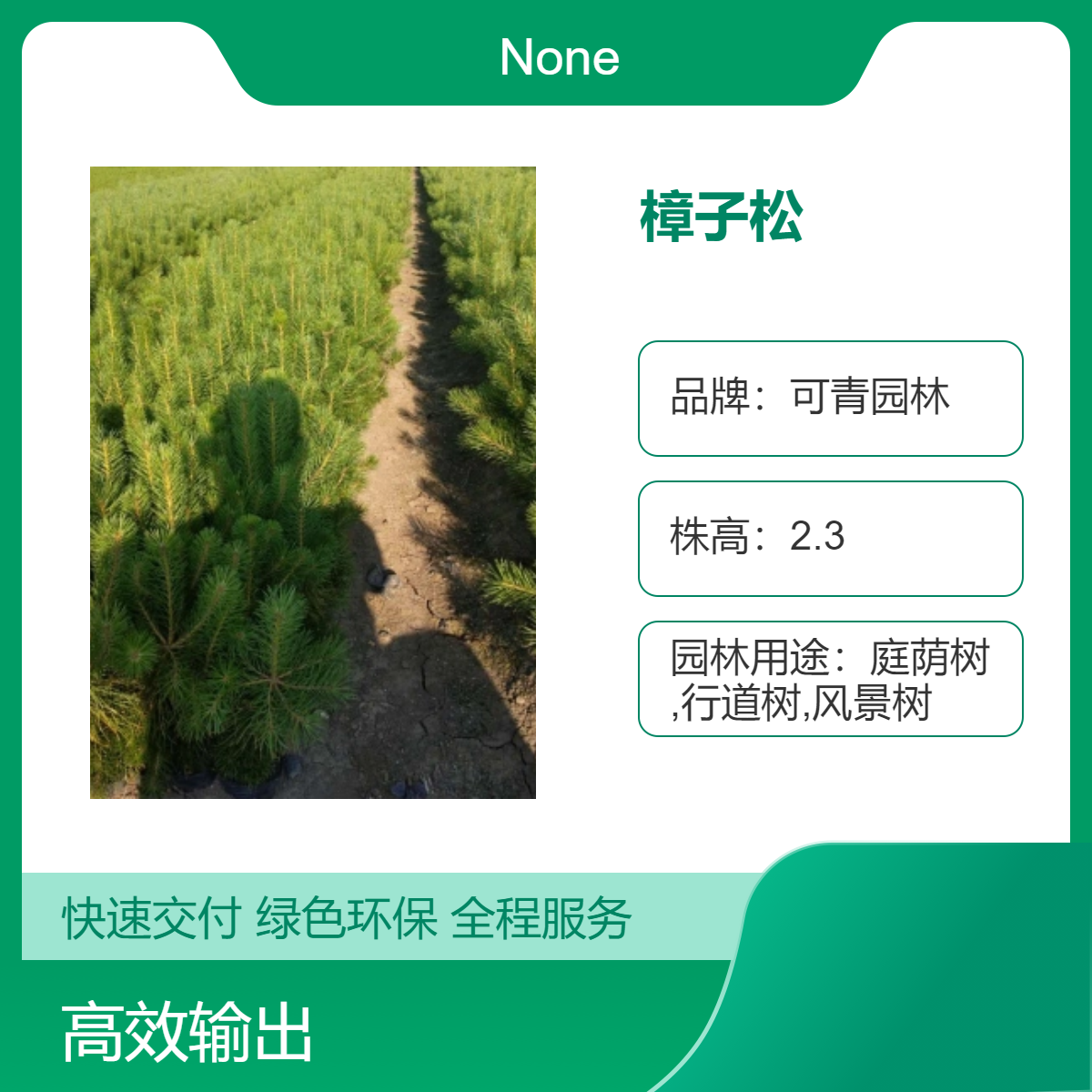 基地出售樟子松小苗常绿乔木全国供应 优质观叶树种树形优美