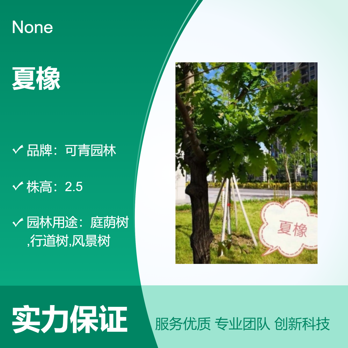 全国供应夏橡 大型落叶观赏树木 优质绿色系叶色 可青园林培育