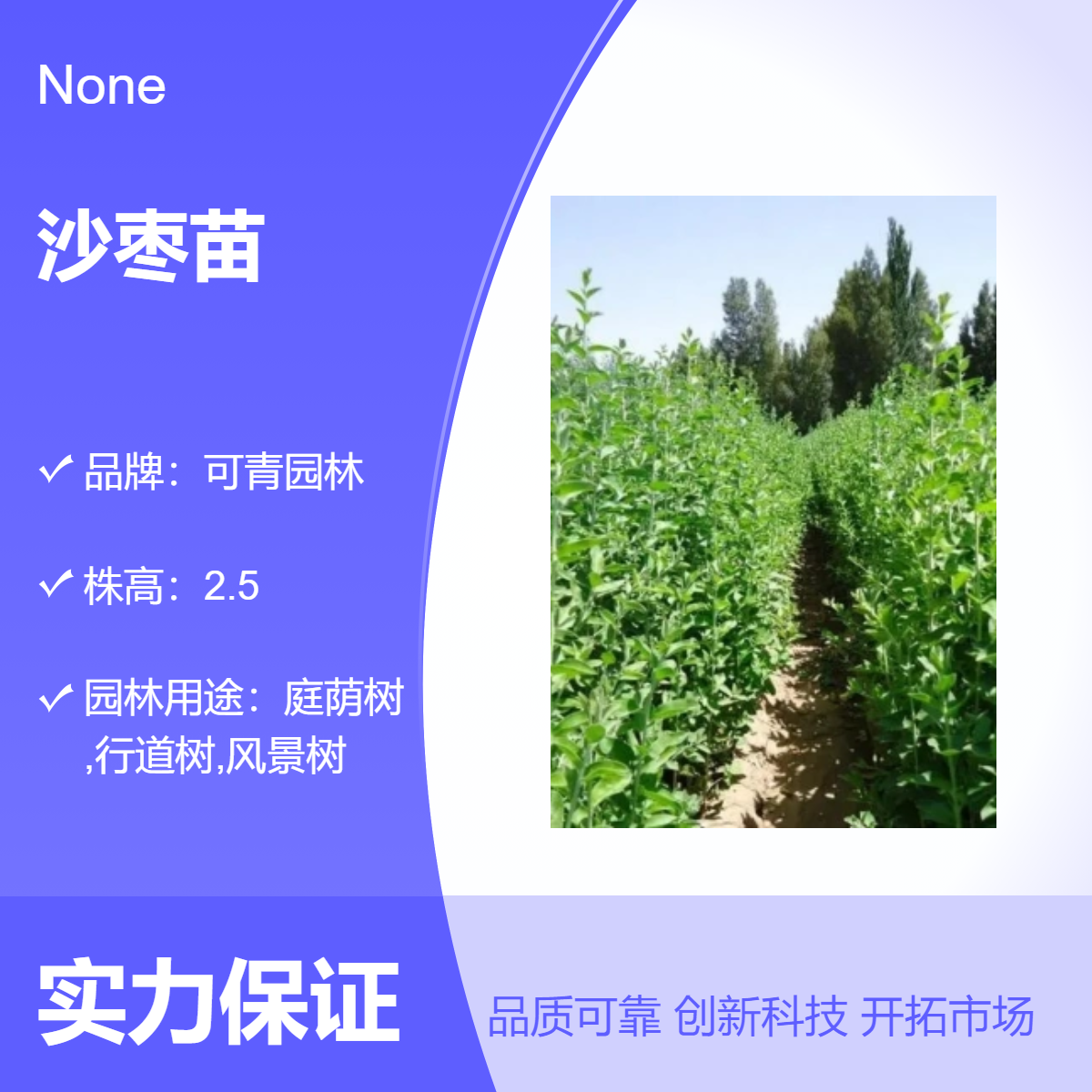 供应沙枣苗庭院观赏绿化树苗适应性强花坛路边公园种植规格齐全
