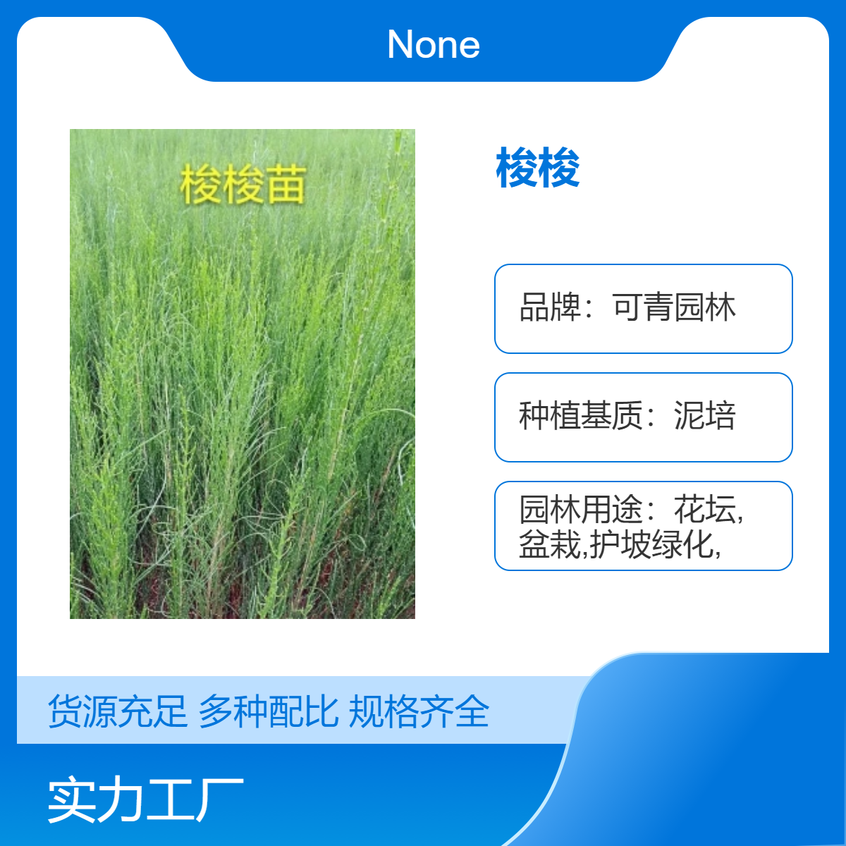 梭梭别名琐琐盆栽地栽小苗 绿化植物 多年生易成活 庭院绿化工程苗