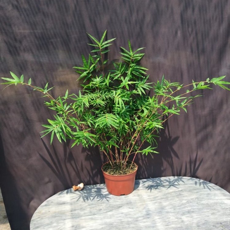 基地出售红观音竹批发小区庭院公园种植绿化造景配植规格齐全