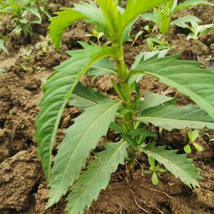 苗圃出售泽兰草庭院小区园林护坡绿化荒山造景植物规格齐全