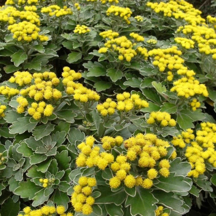 基地批发 亚菊小苗小区庭院公园造景绿植规格齐全易成活