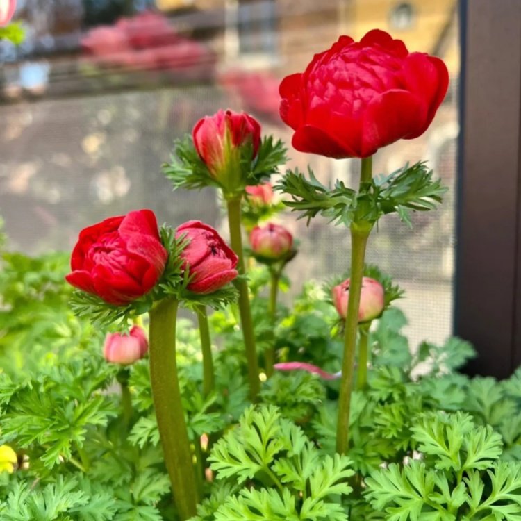 基地批发 毛蕊茛银莲花盆栽地栽种植切花材料多年生阳台绿化