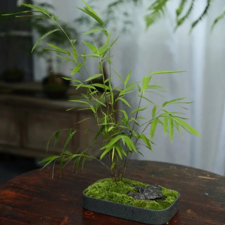 基地出售内门竹批发路边风景区点缀种植多规格园林绿化