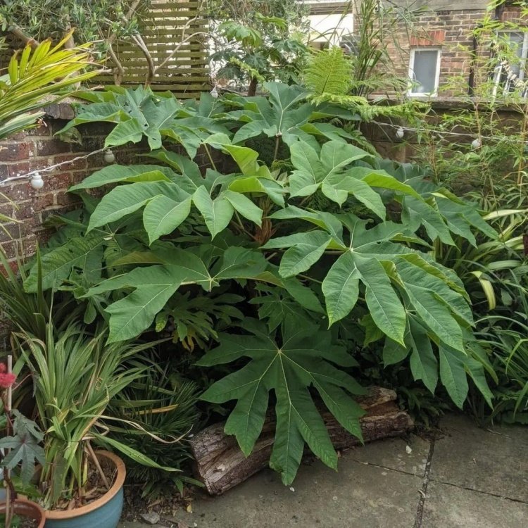 通脱木又叫大通草景区园林绿化常绿灌木地栽苗种植基地根茎健壮