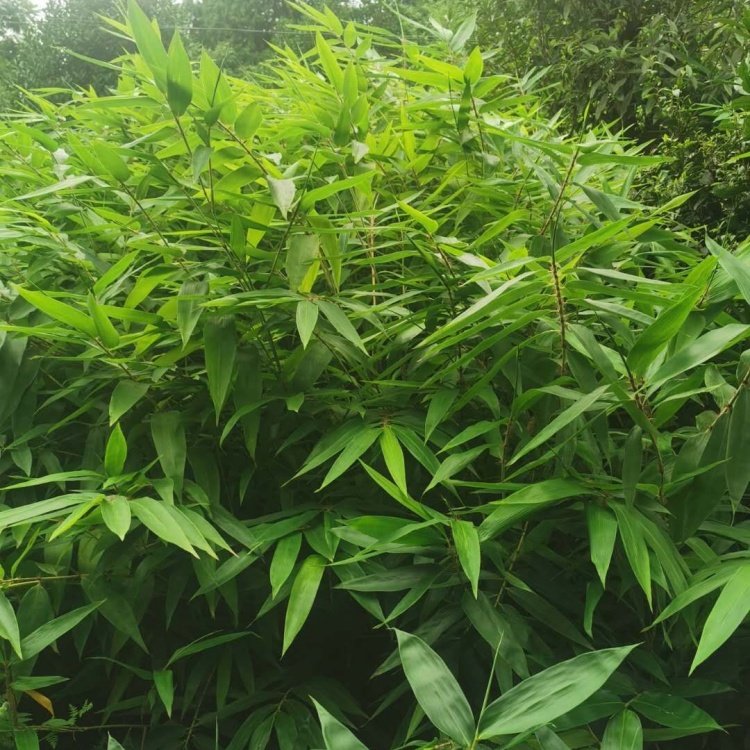 楠竹基地出售 景区园林观赏绿化竹 小区庭院公园点缀根茎健壮 唐竹