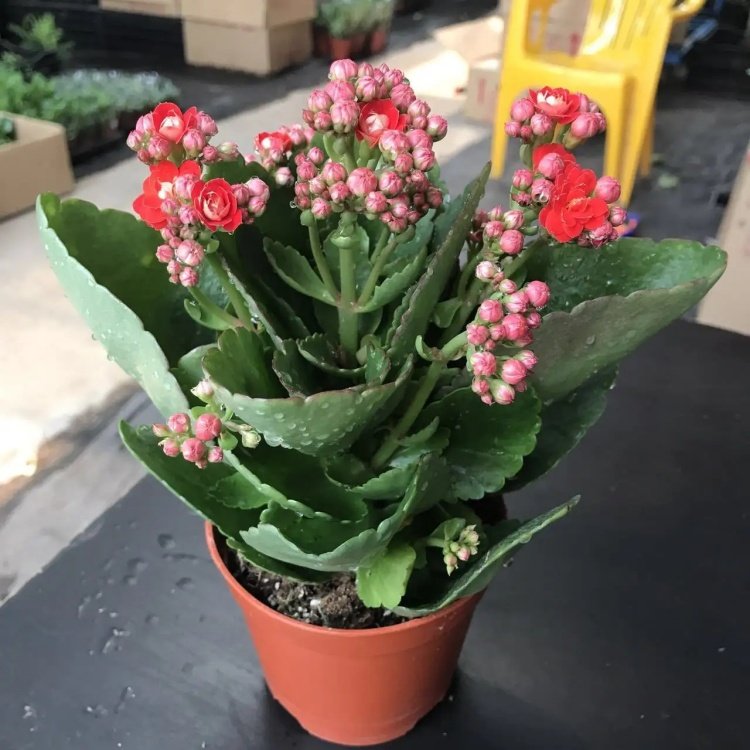基地批发长寿花灯心草水仙盆栽阳台室内观赏花坛花镜租摆
