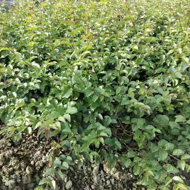源头厂家批发毛叶丁香苗 小区景区园林造景绿化工程种植规格齐全