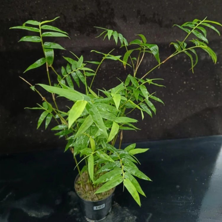 基地批发出售米竹小苗小区庭院公园观赏种植路边布景规格全