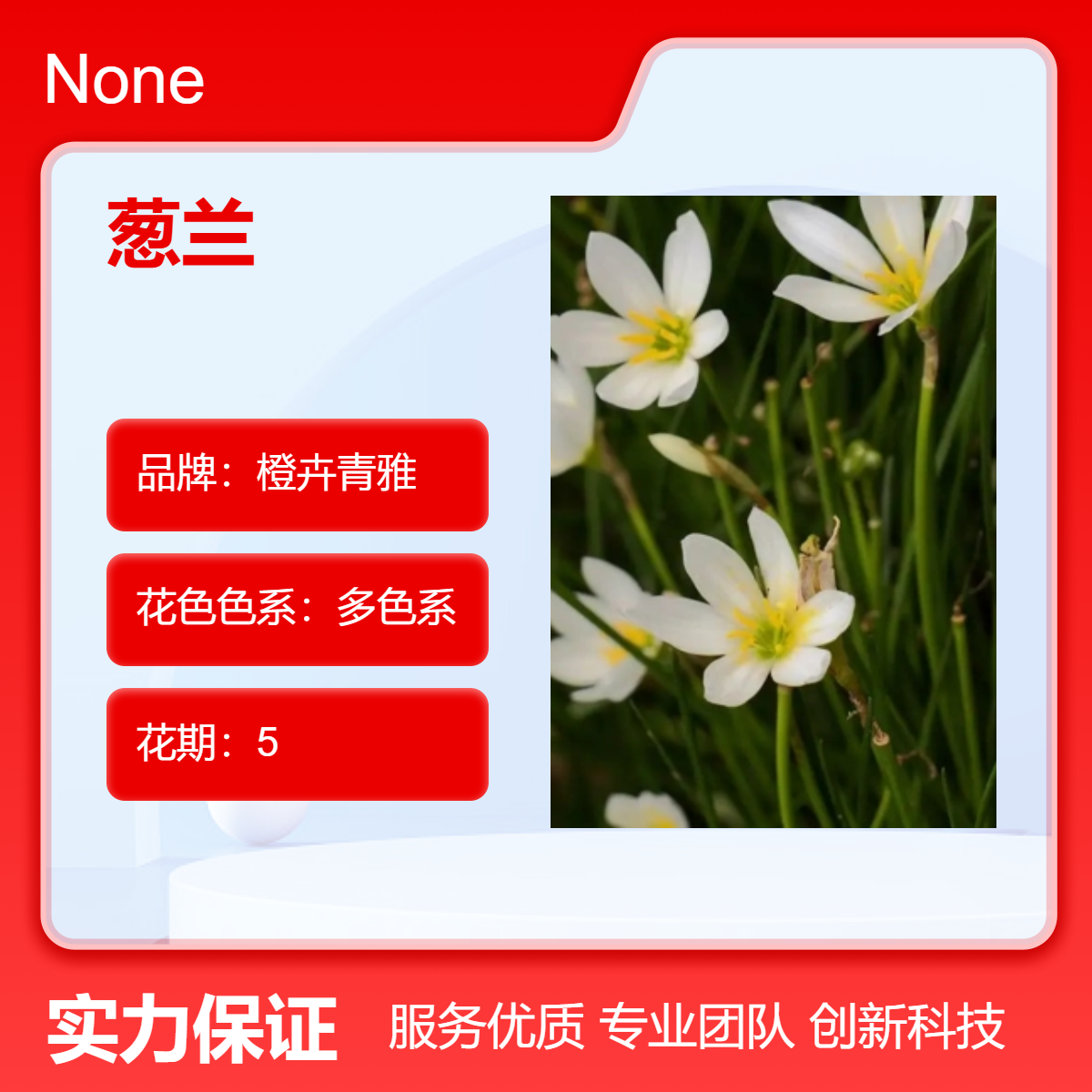 基地出售葱兰盆栽地栽苗 花坛花镜花海观赏性花卉盆观赏性强