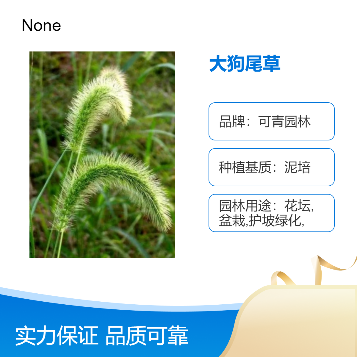 大狗尾草杯苗出售 盆栽绿植 四季常绿 观叶植物 庭院造景美化观赏草