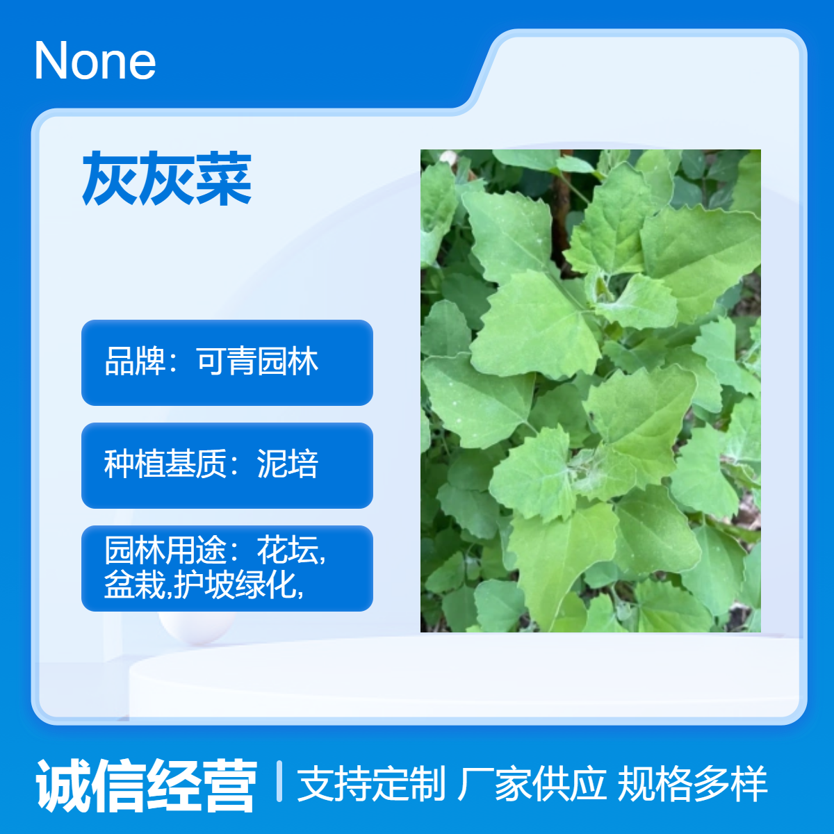 灰灰菜别名落藜 胭脂菜 灰藜灰蓼头草盆栽绿植 室内观赏植物