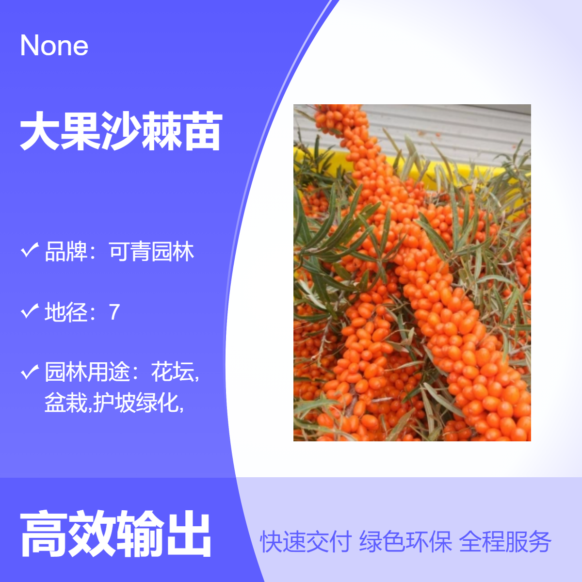 大果沙棘苗 可青园林培育 落叶性灌木 露地栽培 观花植物 全国供应