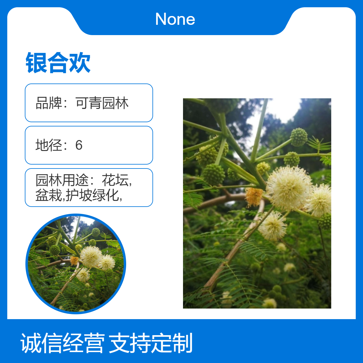 可青园林 银合欢 四季常绿观赏植物 露地栽培 优质绿篱灌木