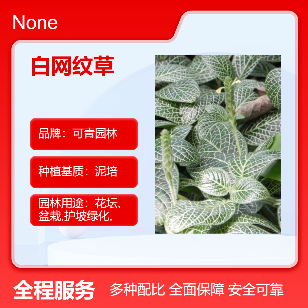 白网纹草别名费道花 银网草 花坛花境庭院小区园林绿化工程苗