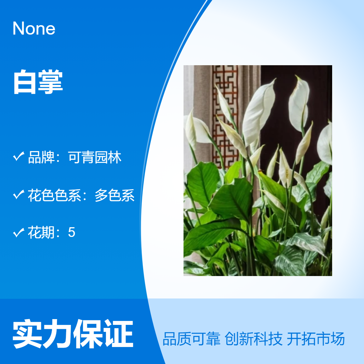 白掌杯苗批发 白色系观花盆栽盆景 庭院小区园林绿化造景栽植