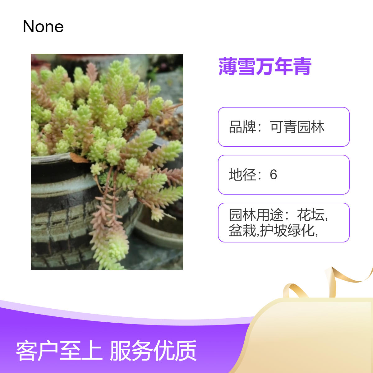 可青园林供应薄雪万年青盆栽 四季常绿植物 露地栽培 庭院绿化