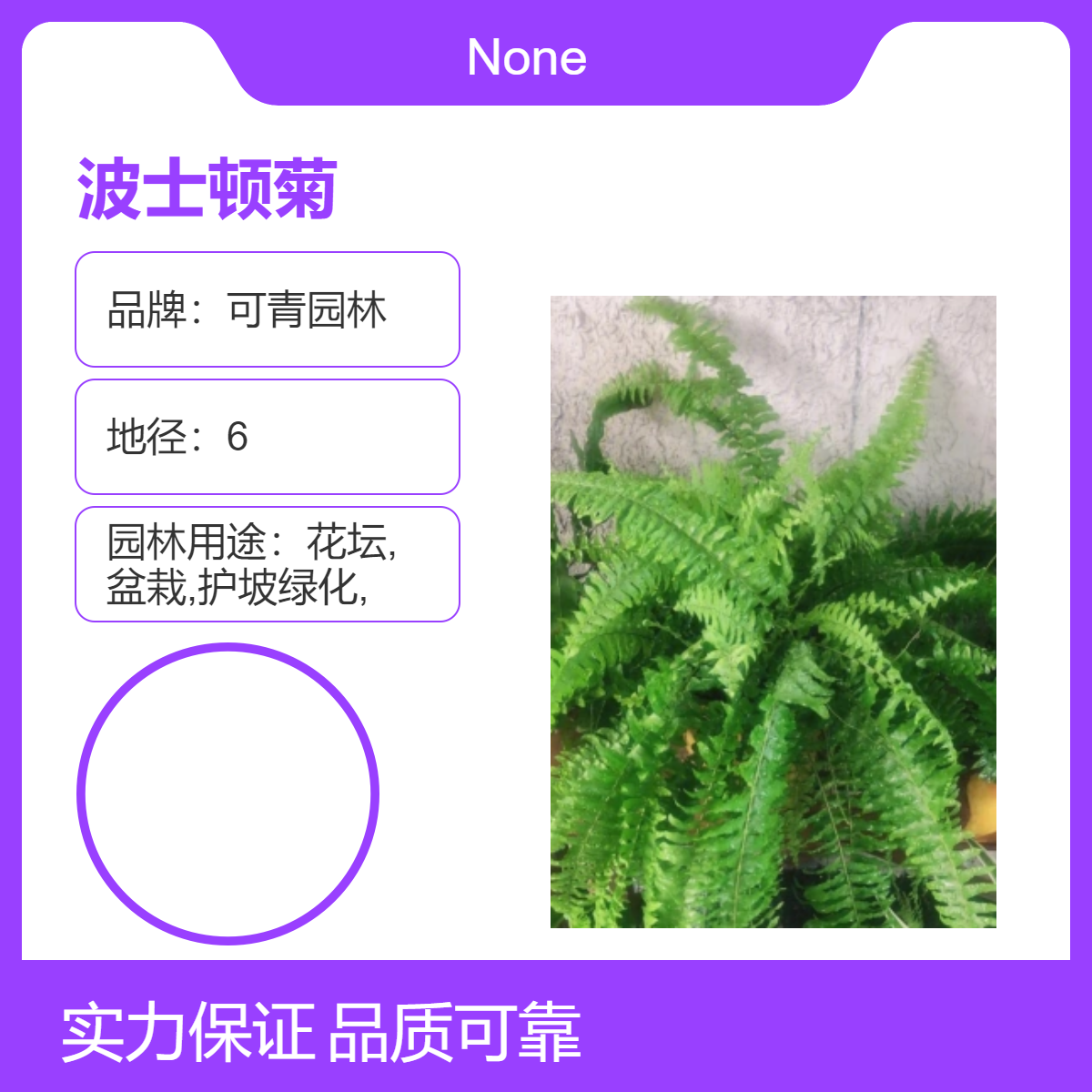 可青园林波士顿菊 四季常绿观赏绿植 庭院造景盆栽植物 全国发货