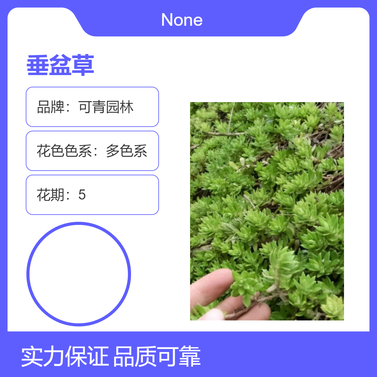 垂盆草小苗批发 花坛花镜庭院小区园林绿化苗 绿植花卉