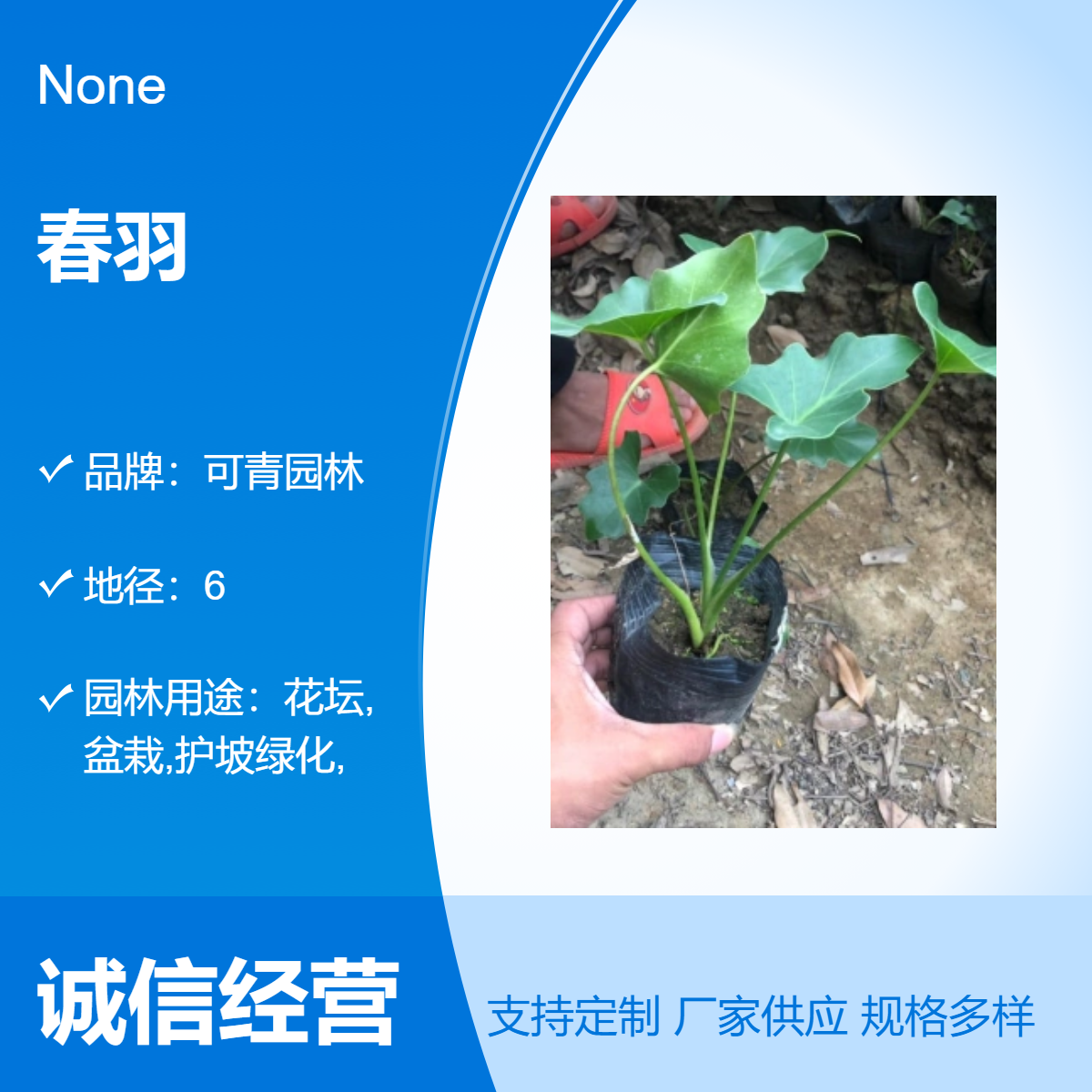 基地出售春羽苗 全国供应 花坛花境庭院小区园林绿化工程苗