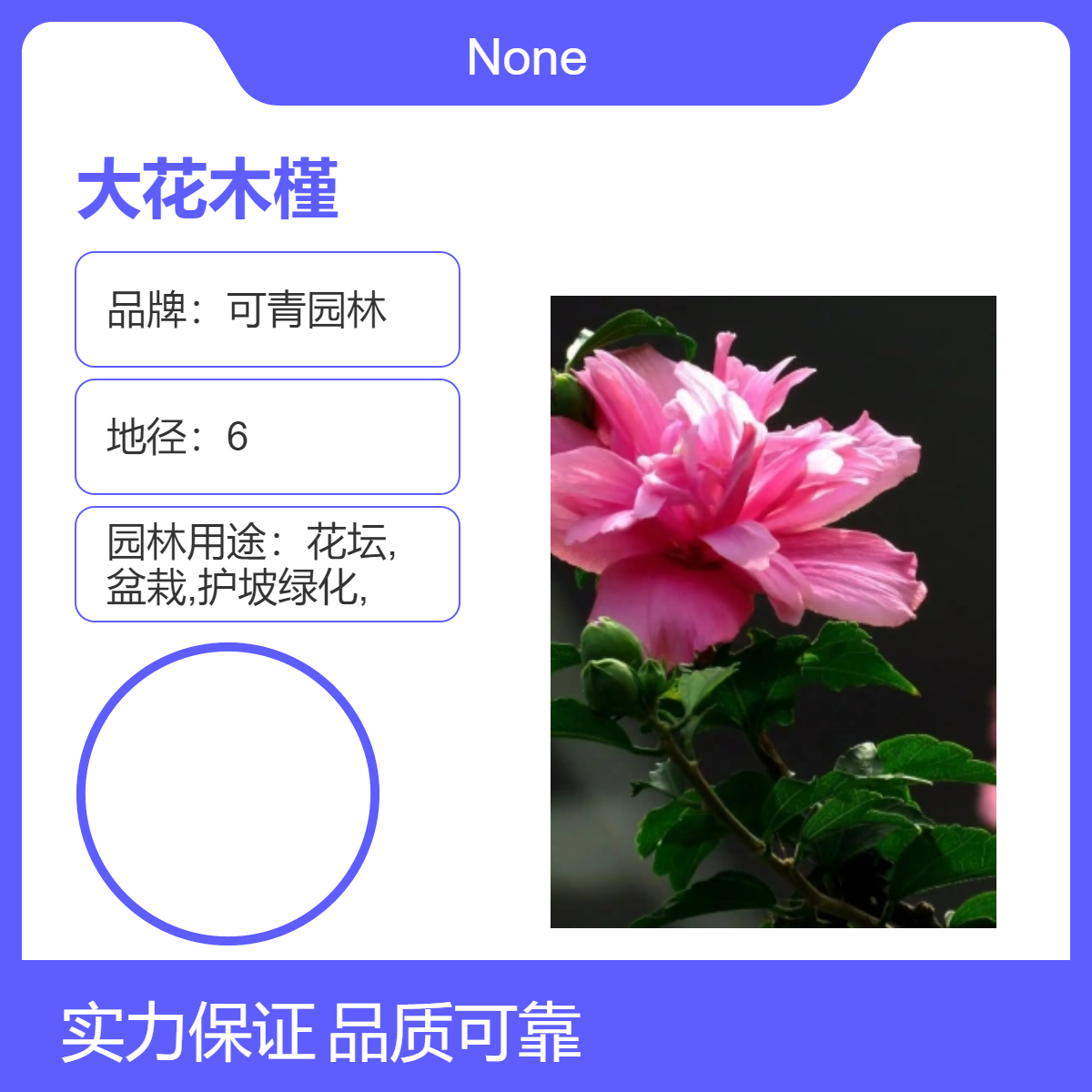 可青园林 大花木槿 常绿性露地观赏植物 优质园艺绿化树种 全国发货