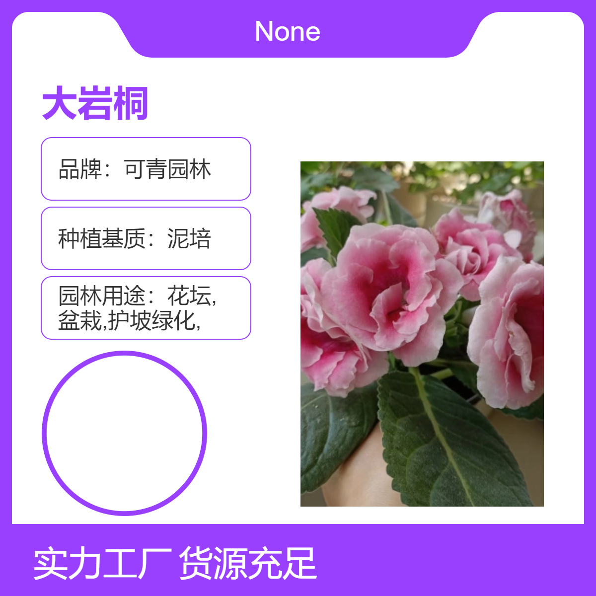 大岩桐盆栽绿植 景区道路园林绿化工程苗 高成活率易养护