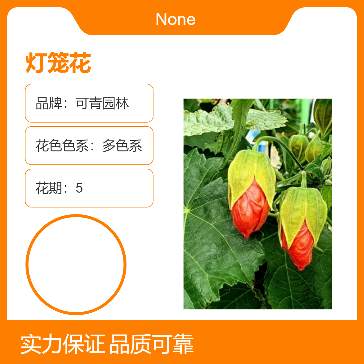 灯笼花盆栽 室内观花绿植 多色系花卉 花坛花镜庭院小区园林绿化栽植