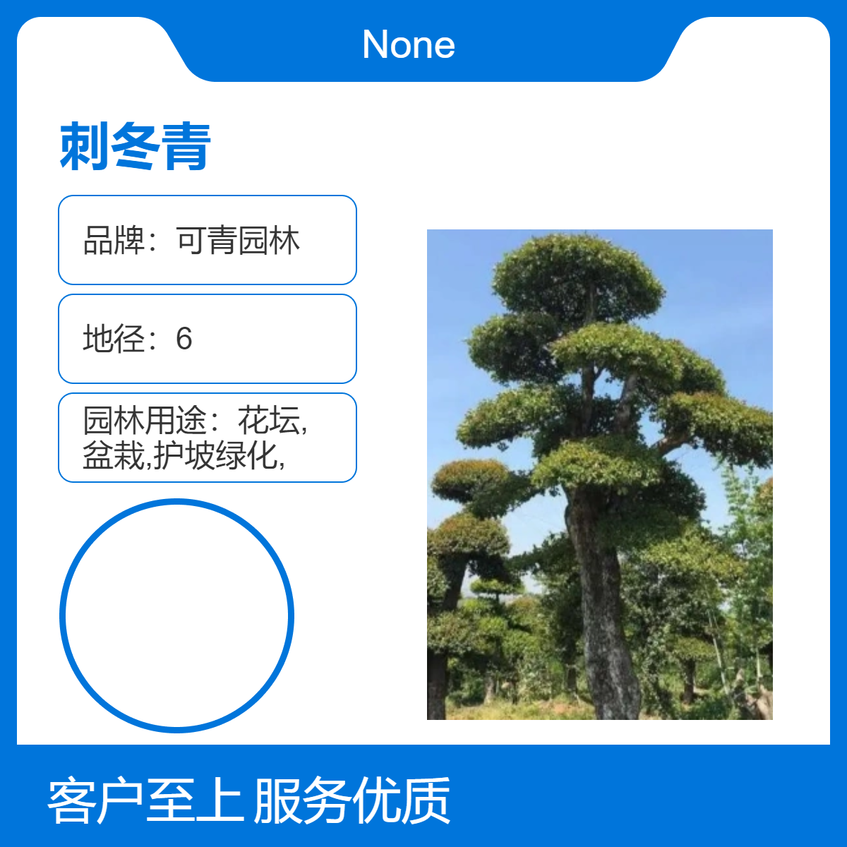 可青园林供应刺冬青别名英国无刺冬青 绿篱造景植物 四季常绿