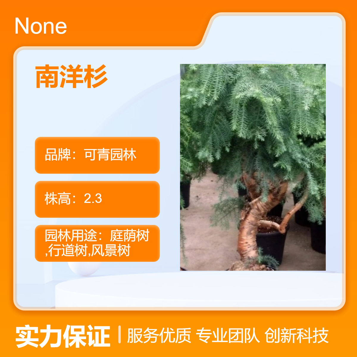 南洋杉常绿乔木 景观树观叶植物 可青园林全国种植基地批发