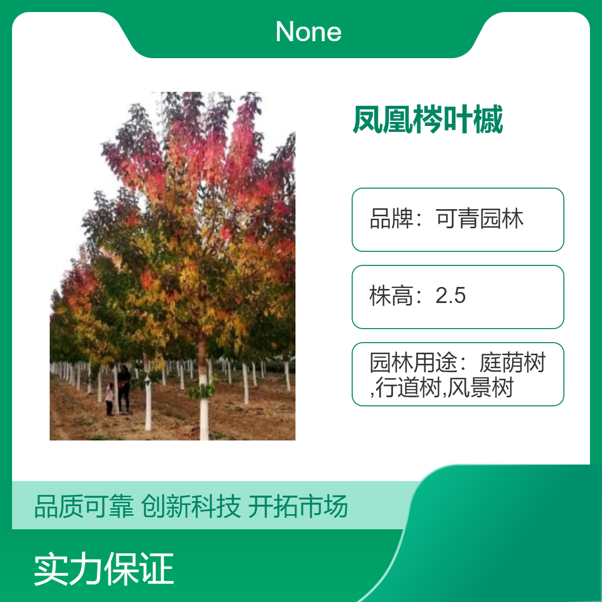 基地出售凤凰梣叶槭树苗 庭院观赏树 景区道路园林绿化行道树