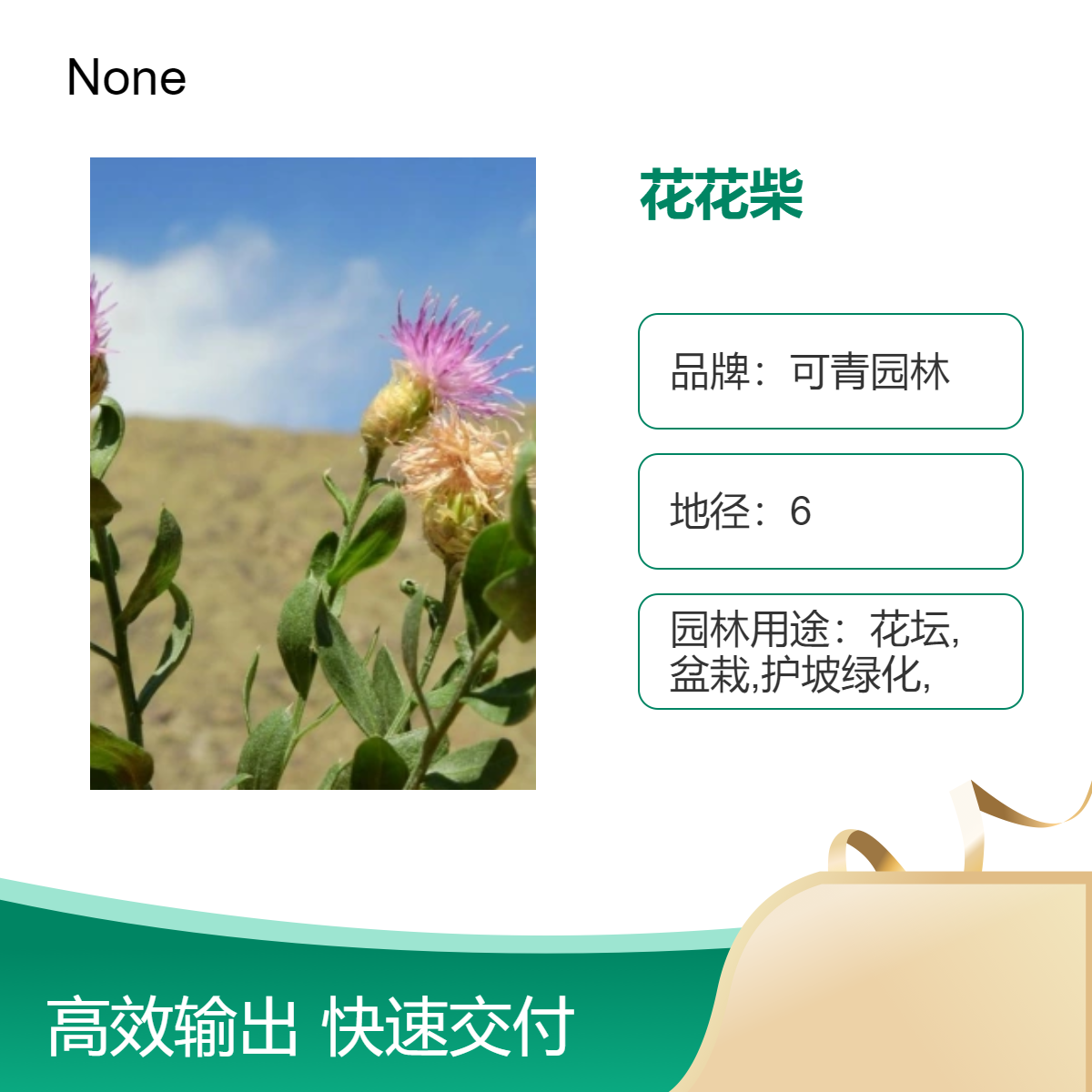 可青园林 花花柴别名胖姑娘小苗批发 花坛花镜庭院小区园林绿化苗