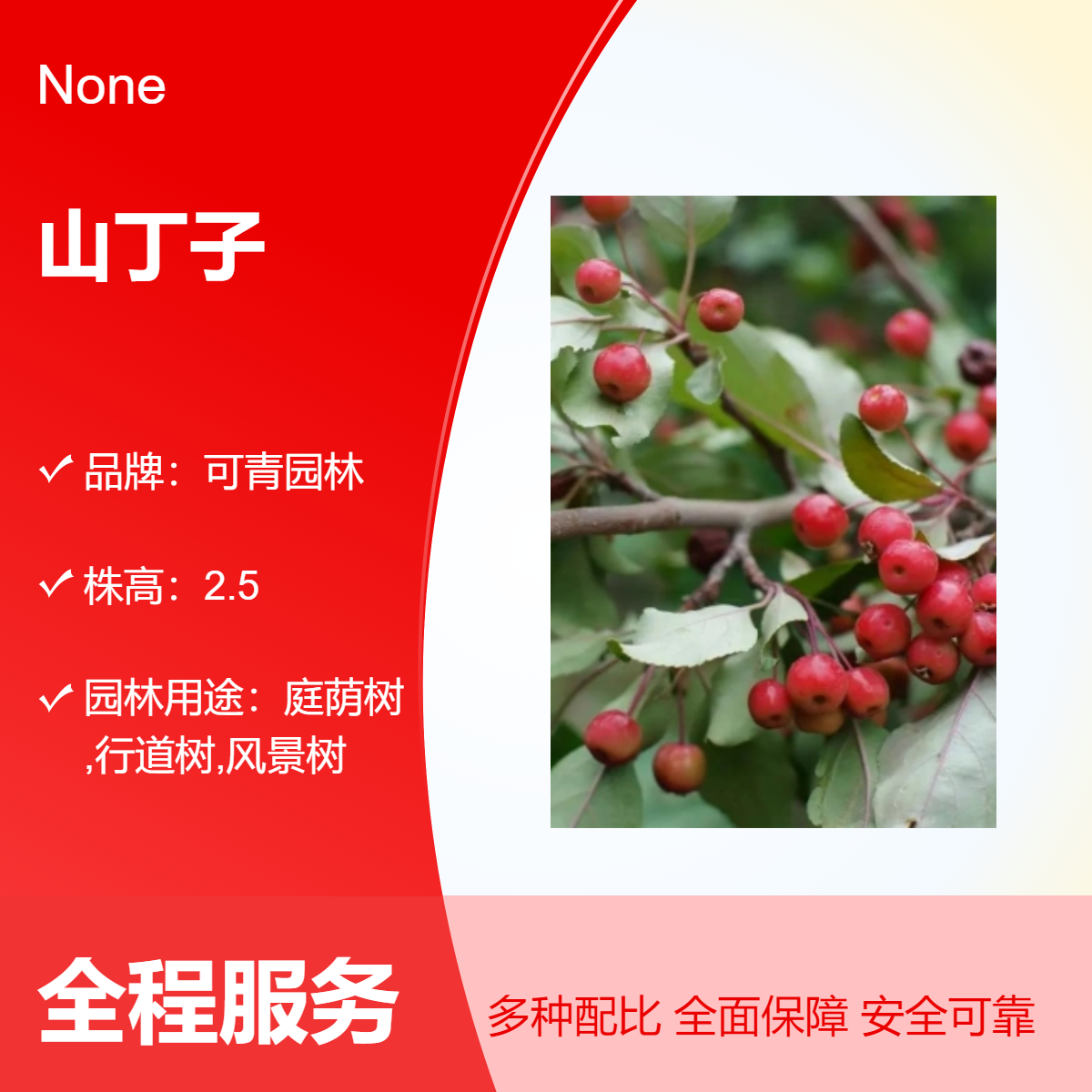 山丁子树苗 林荆子园林景观树 山定子庭院小区道路行道树观赏价值高